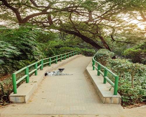 A pair of comfortable walking shoes on a serene pathway surrounded by greenery during early morning